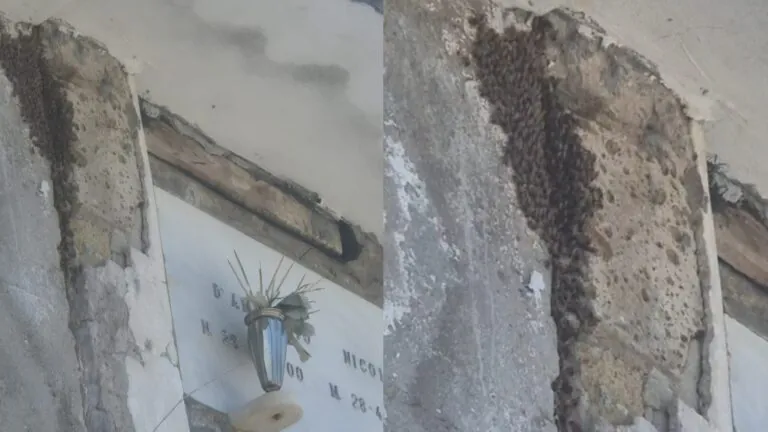 Api invadono il cimitero, Antropoli: “L’Amministrazione comunale si attivi”