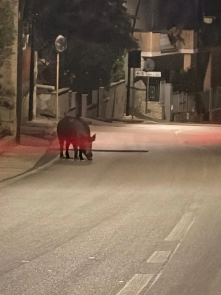 Cinghiale avvistato sulla strada principale