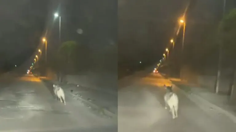 Cinghiali compaiono all’improvviso su via Napoli: “Di notte è pericoloso”