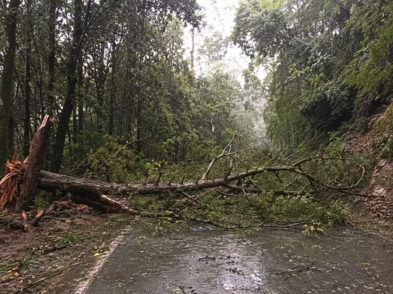 Vento forte: alberi si spezzano finendo sulle strade. Disagi al traffico