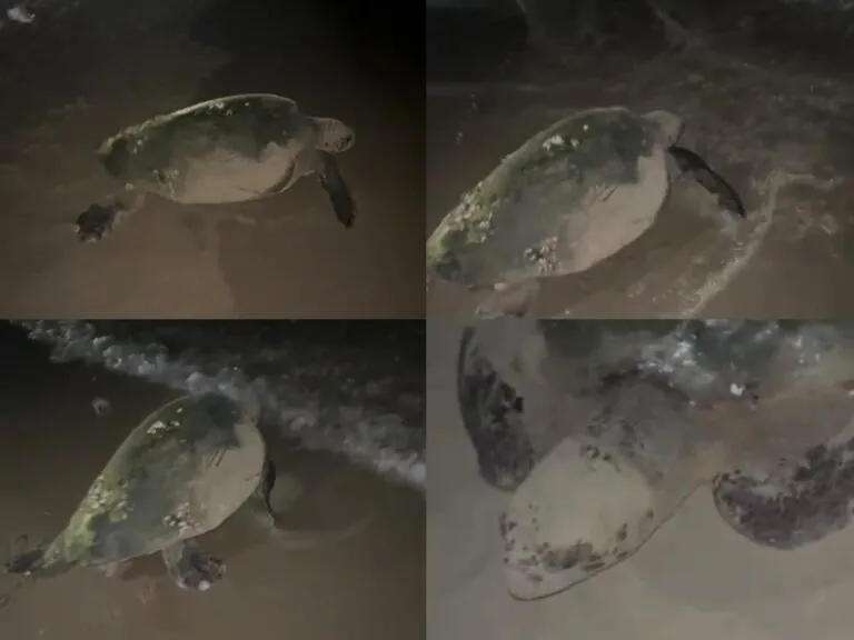 Riviera d’Ulisse, le “Caretta caretta” scelgono ancora Sperlonga: nuova nidificazione sul litorale pontino