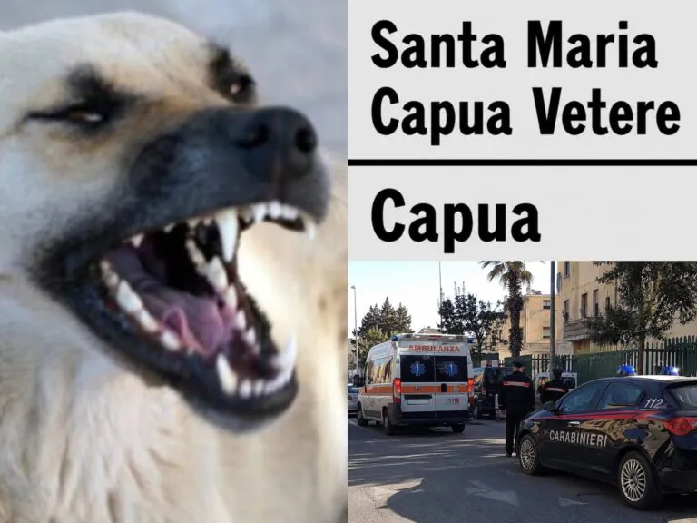 Donna aggredita da pitbull, choc in strada