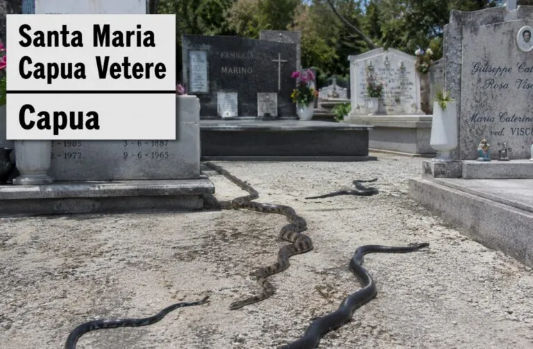 Incuria e serpenti al cimitero: vedova scappa via