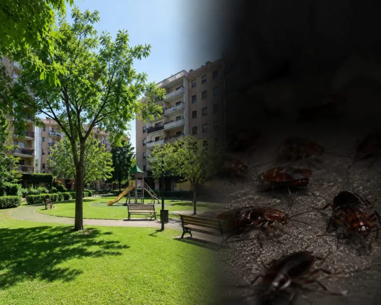 Allarme blatte nel parco residenziale: chiesti interventi urgenti