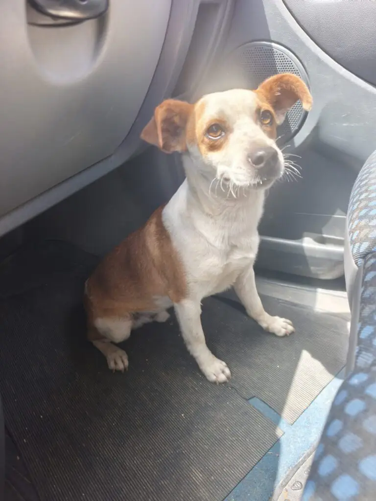Cucciolo lanciato da auto in corsa, choc nella frazione