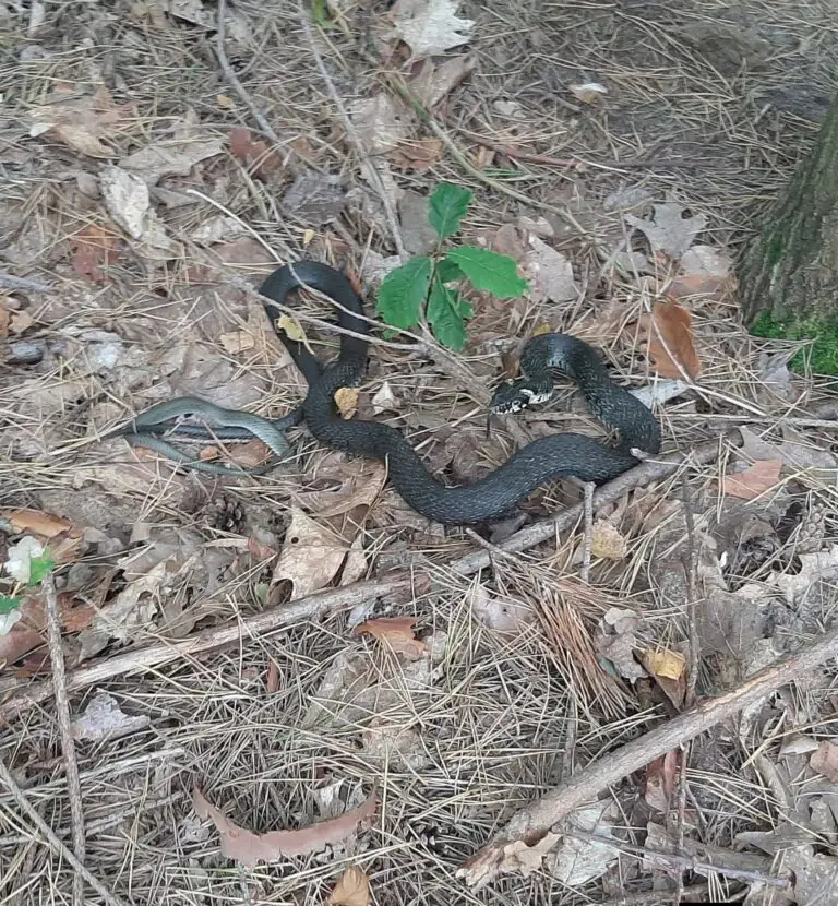 Serpente si aggira in strada: “Fate attenzione”