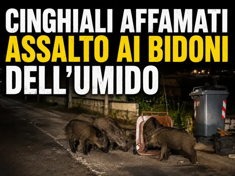 Cinghiali affamati scendono sulla strada principale e puntano i bidoni dell’umido