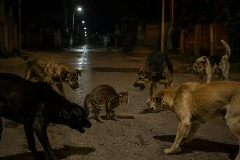 Gattino accerchiato e sbranato da randagi: “Sono pericolosi, urge intervento”
