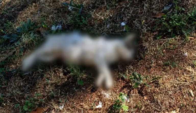 Scia di cani e gatti morti, è giallo