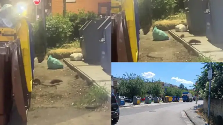 Parco invaso dai topi e allarme sanitario: scatta l’ordinanza del sindaco