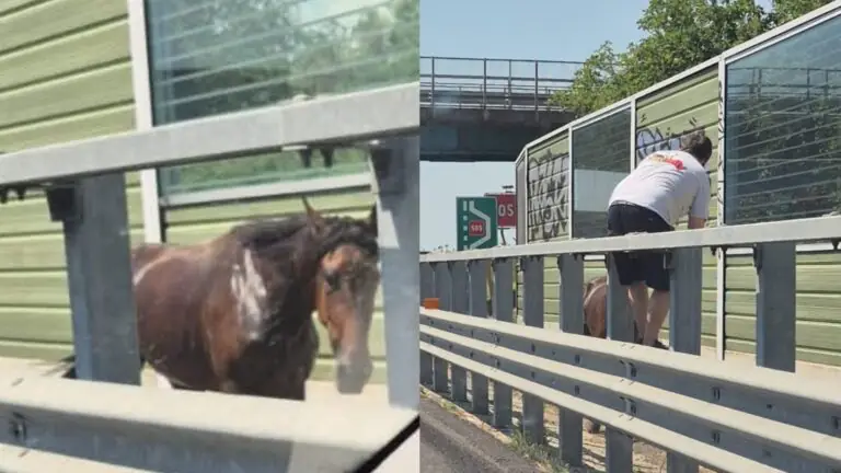 Cavallo ferito compare sull’A30, automobilisti si fermano per soccorrerlo