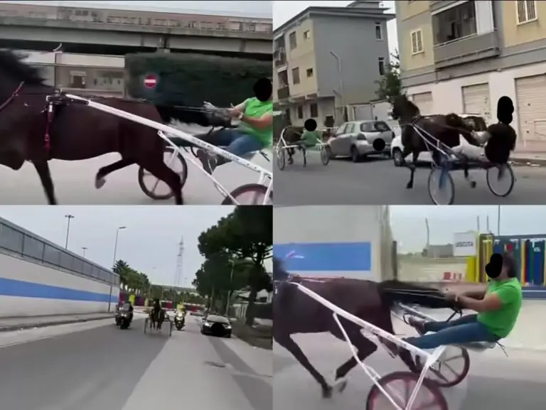 Strade cittadine trasformate in ippodromo: corsa clandestina di cavalli tra 2 comuni