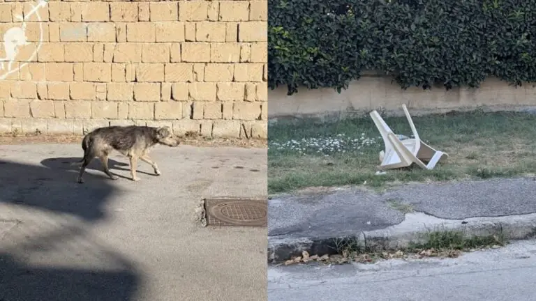 Con una sedia aggredisce cane in strada, residenti corrono in suo soccorso