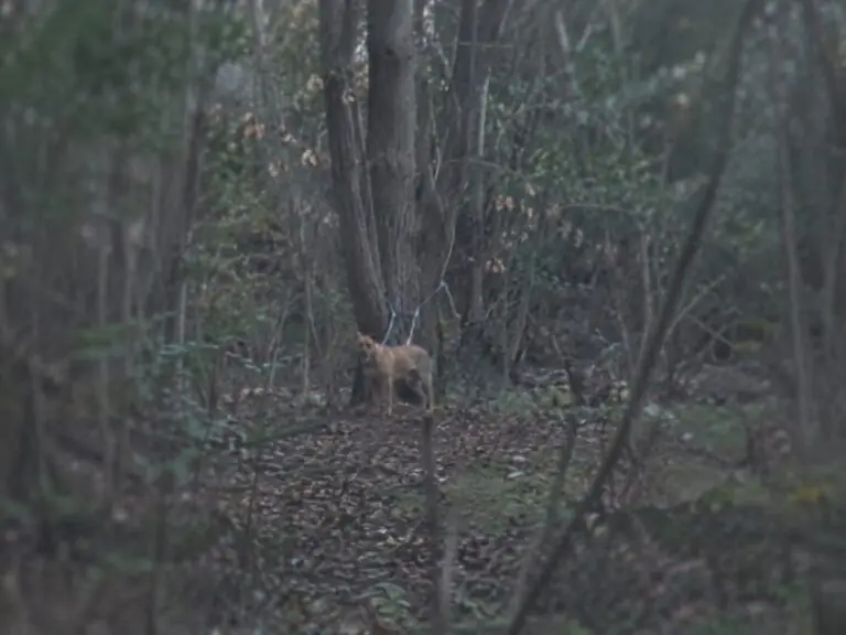 Cane trovato morto legato a un albero, orrore nella valle