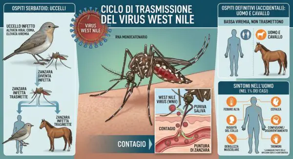 west nile Caserta