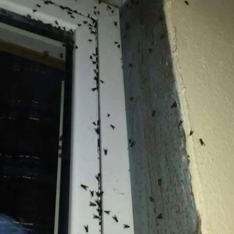 Città invasa da mosche e cattivi odori, residenti esasperati: “Viviamo barricati in casa”