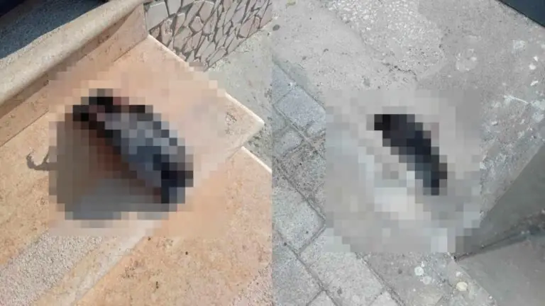 Sostanze tossiche nella fontanina per avvelenare animali, orrore nella frazione