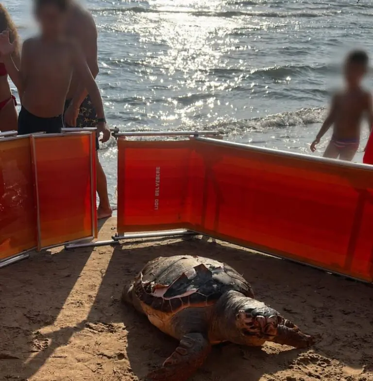 Rinvenuta tartaruga marina senza vita sulla spiaggia