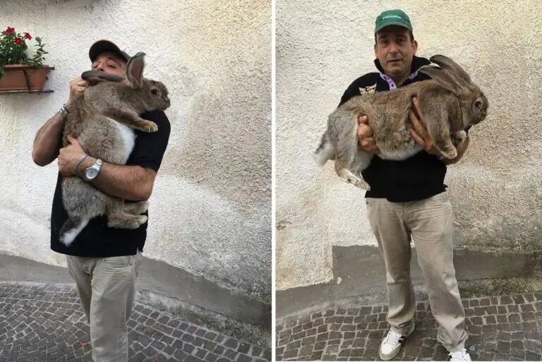 Addio a Giosuè, il coniglio gigante campione d’Europa e da Guinness