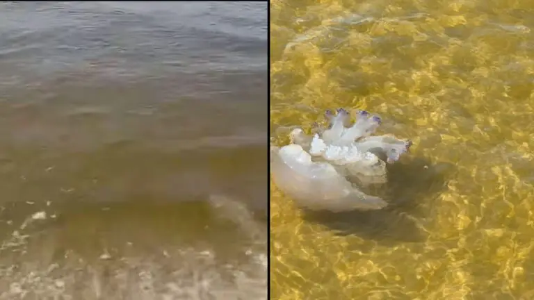 Mare torbido e meduse a riva: “Servono controlli immediati”