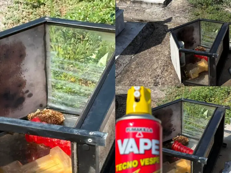 Nido di vespe nel portalumini, urge intervento nel cimitero