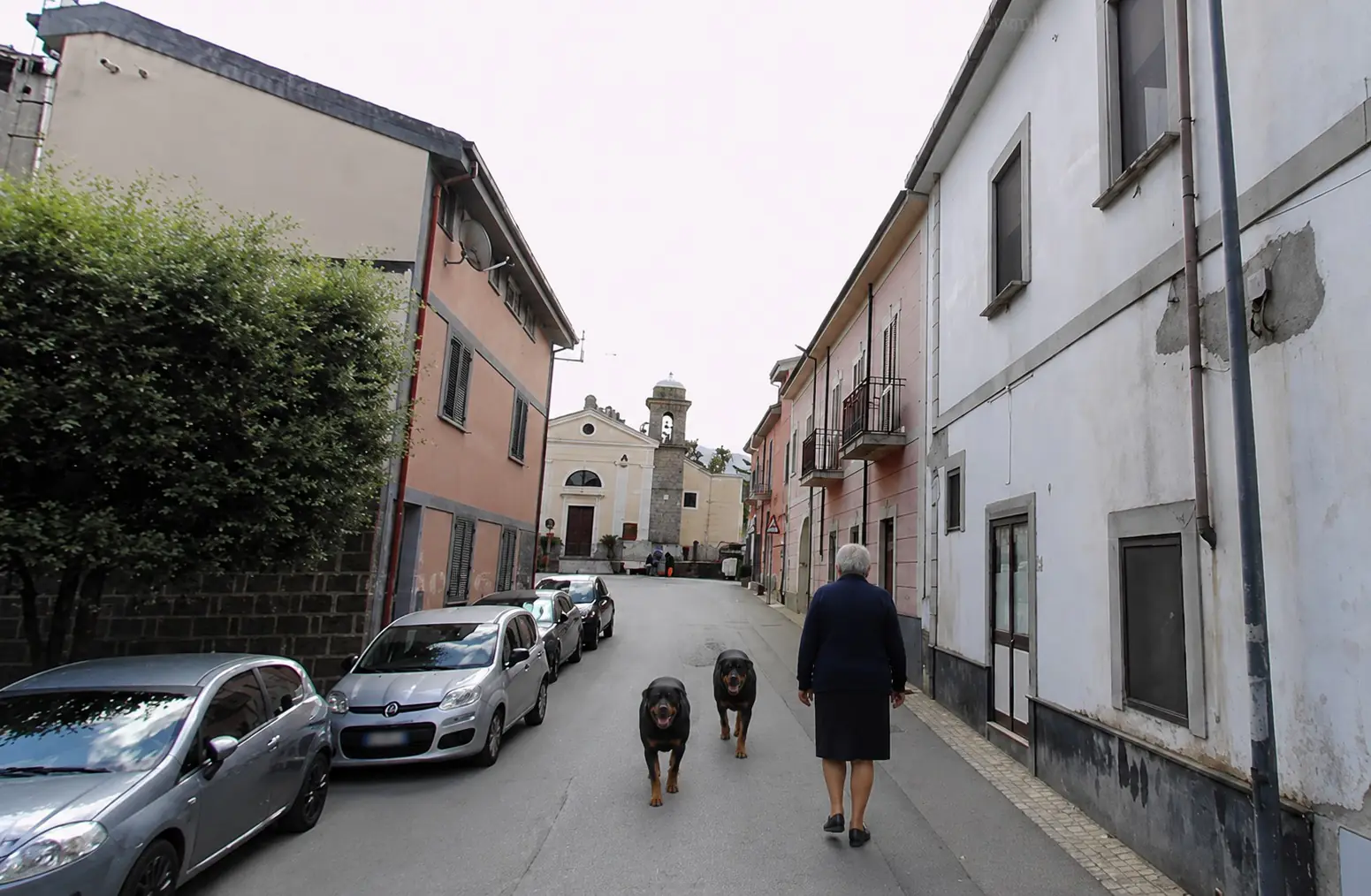 anziana aggredita da rottweiler