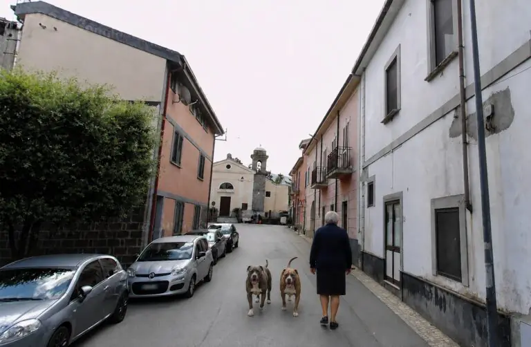 Paura a Castel Morrone, anziana aggredita da 2 Pitbull: trasportata in gravi condizioni