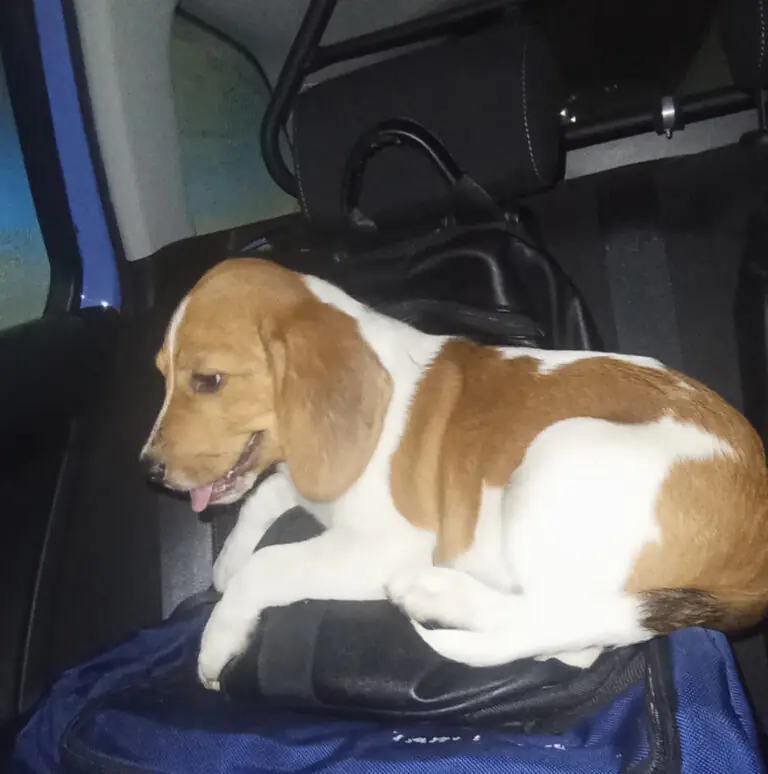 Abbandonano beagle in Tangenziale e vanno in vacanza: lo salvano gli agenti