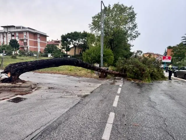 albero caduto su strada, causa del temporale nell'alto casertano