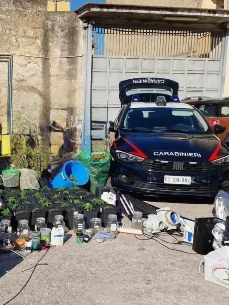 Casapesenna, scoperta una serra di marijuana: arrestato 47enne