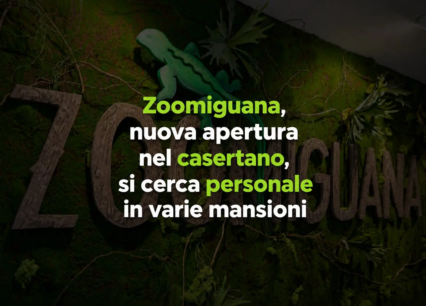 zoomiguana