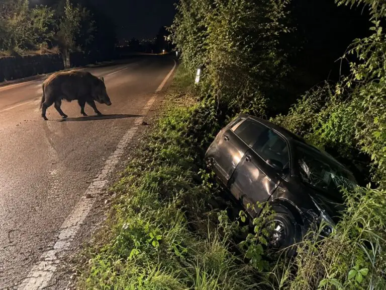 Si schiantano nel fossato per evitare cinghiale, choc sulla Provinciale