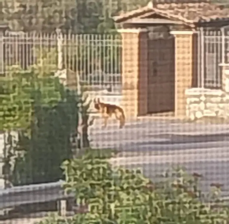 Aggredito da cane in strada, paura nella valle