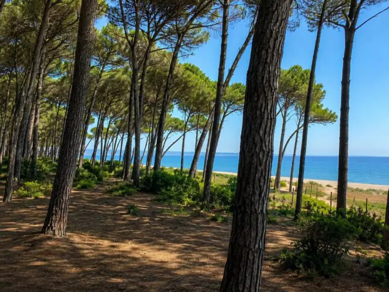 Due uomini si lasciano andare a scene hot nella pineta davanti a turisti