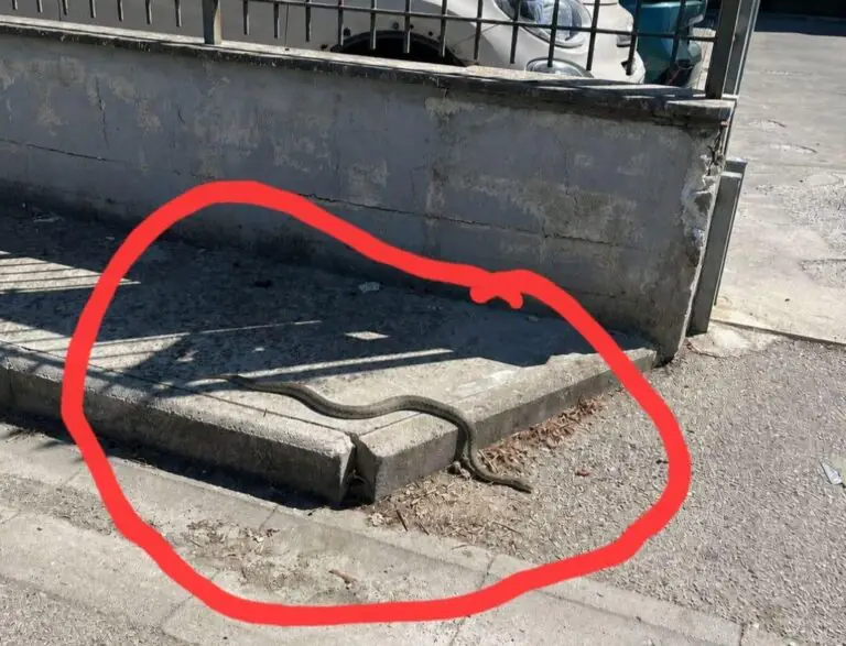 Serpenti avvistati in strada e nei cortili di casa, allarme in città