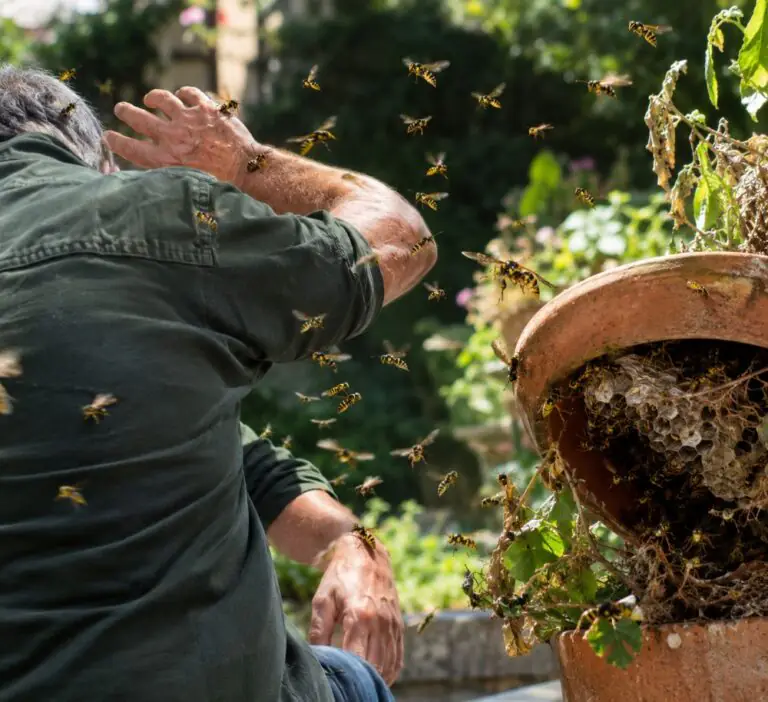 Ex dipendente comunale attaccato da vespe in giardino
