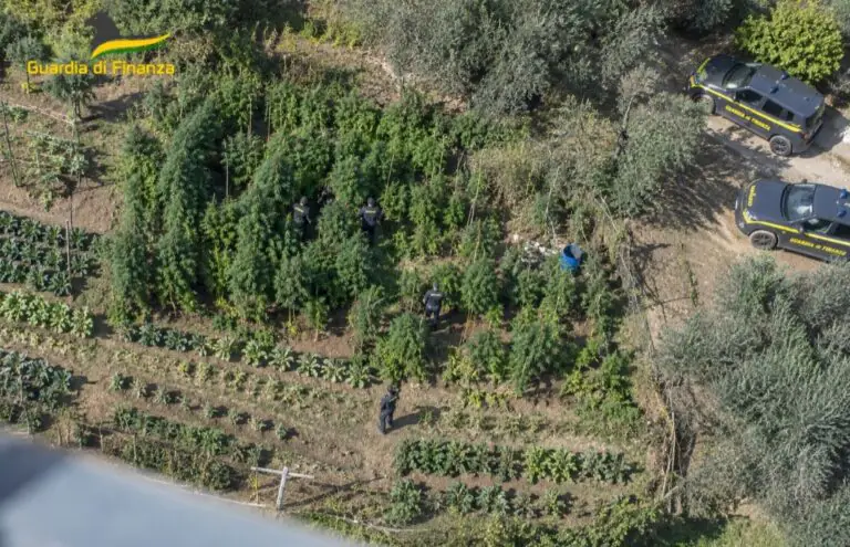 Arrestato per 100 chili di cannabis: aveva allestito piantagione tra gli uliveti