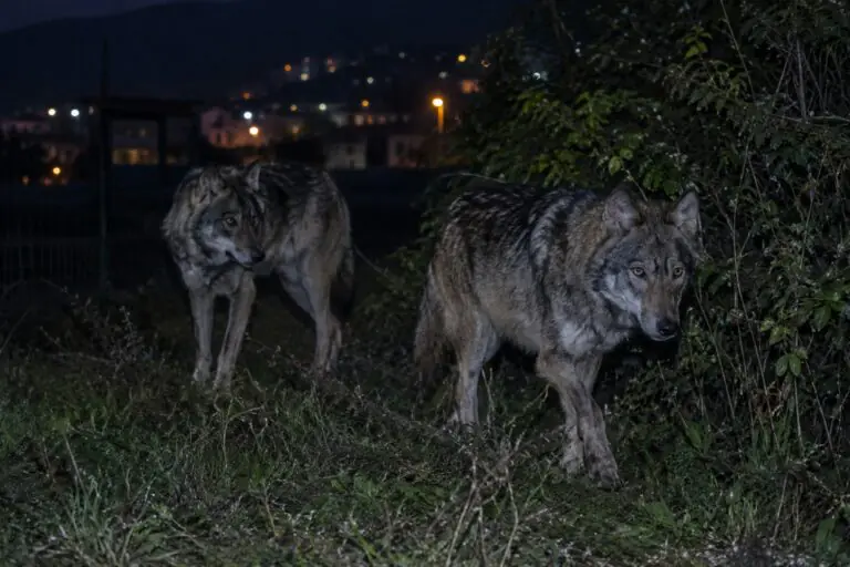 Lupi avvistati nella valle nei pressi del centro abitato