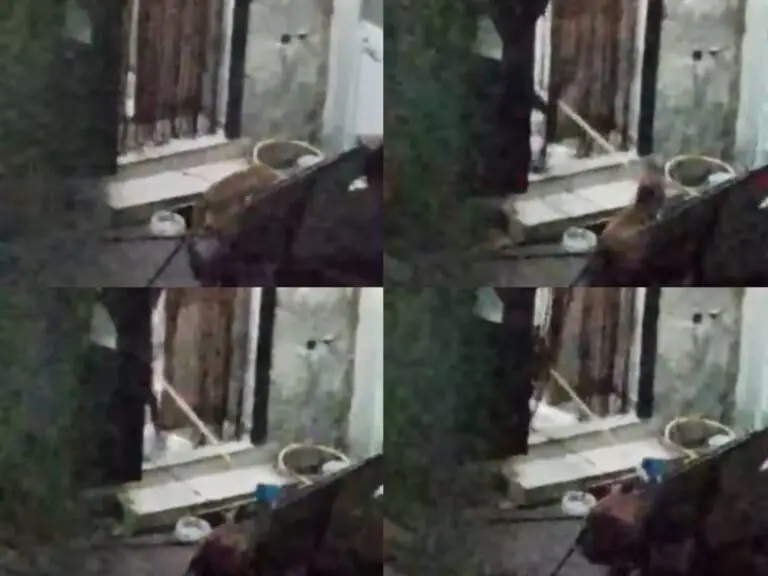 Cane maltrattato e preso a bastonate diventa aggressivo, scatta intervento