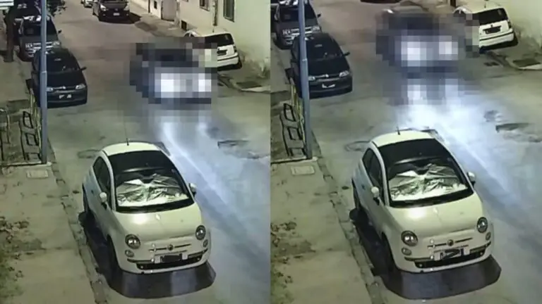 Gatto travolto in strada: “Di chi è la colpa?”