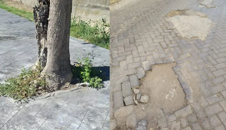 Strade dissestate e alberi “soffocati”, Antropoli: “Il cemento o è troppo o molto poco”