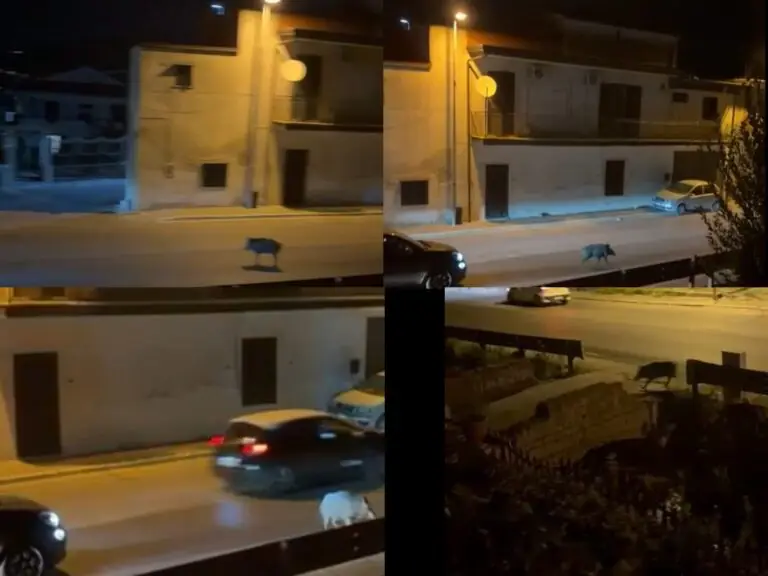 Cinghiale “invade” la strada e vaga tra le auto nella Valle