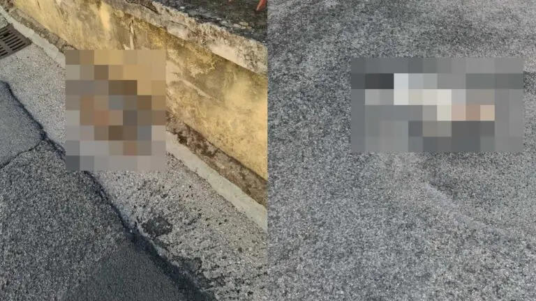 Orrore in città: gatti trovati morti. L’ipotesi choc