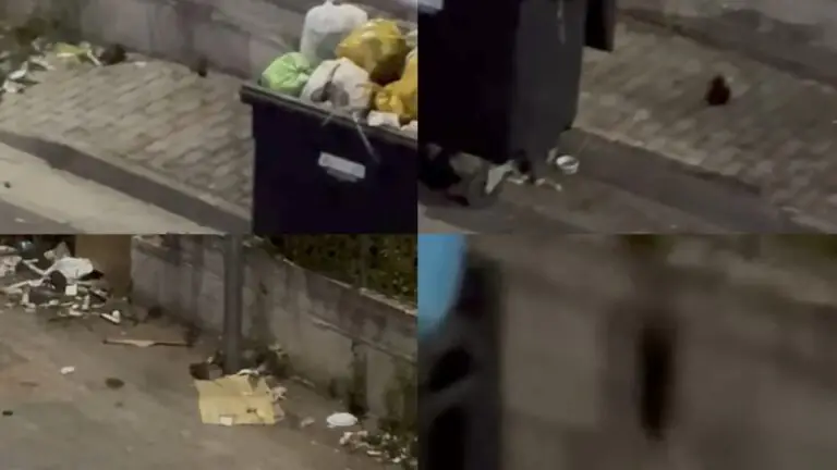 Zona invasa da ratti, residenti esasperati