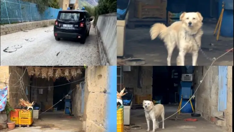 Cane legato a corda corta, interviene attivista e viene aggredito con bastone. Arrivano i carabinieri