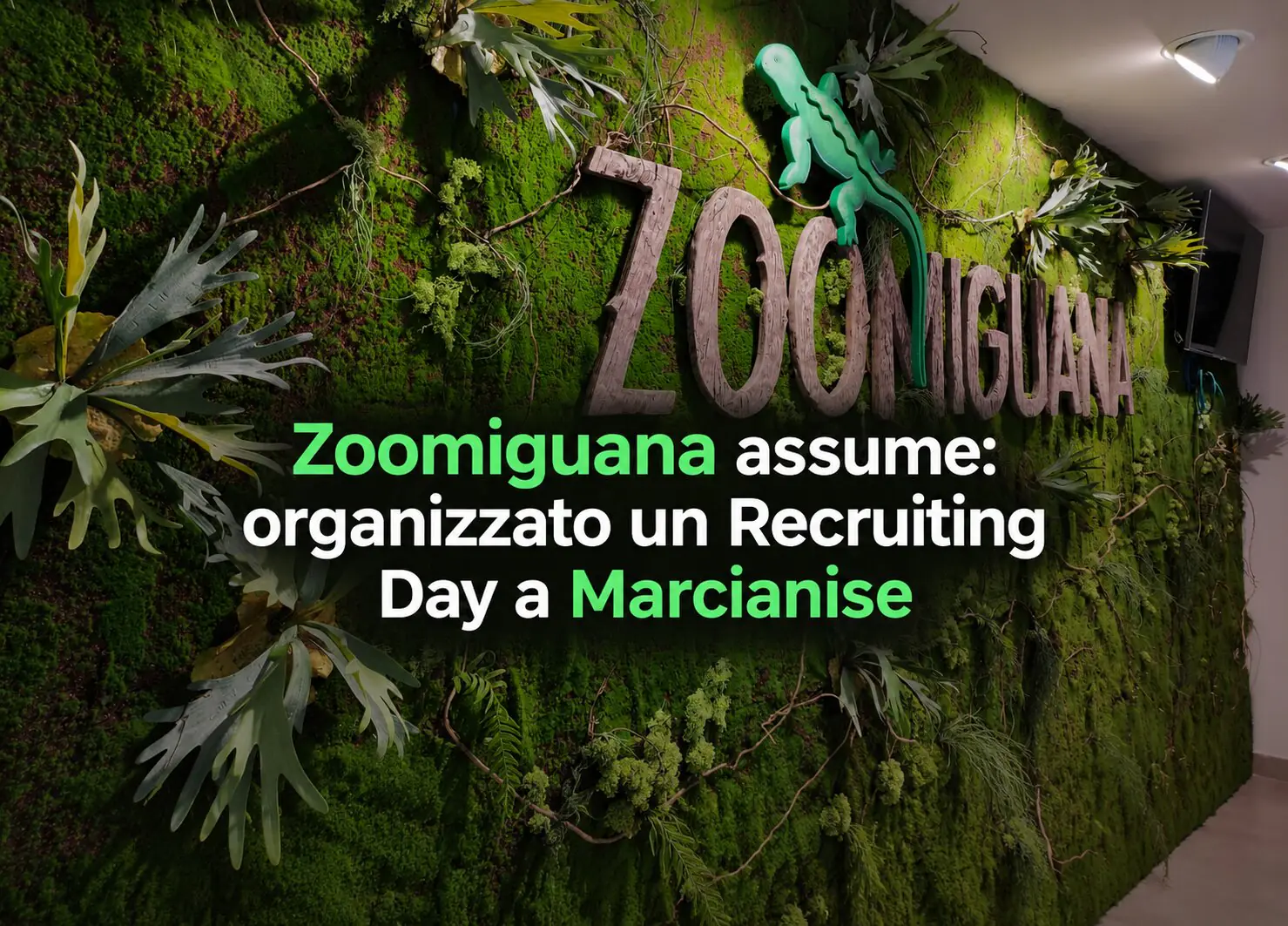 zoomiguana