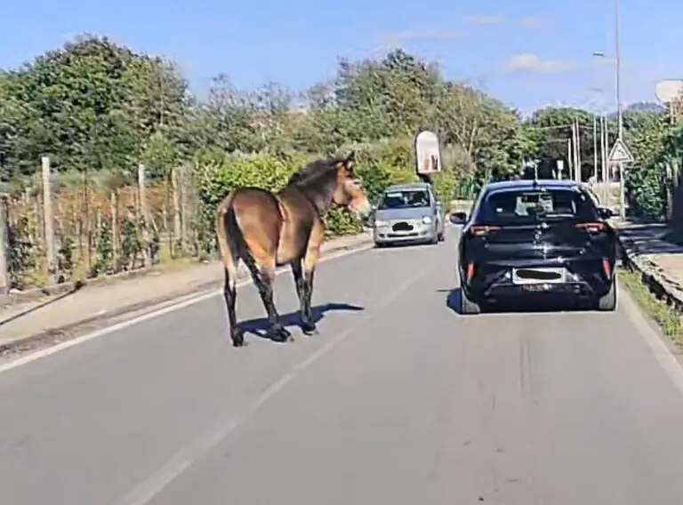 Cavallo corre tra le auto in strada nei pressi del cimitero