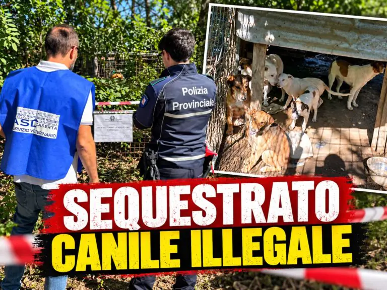 Canile abusivo tra rifiuti e lamiere pericolanti: sequestrati 16 cani, denunciato un 45enne