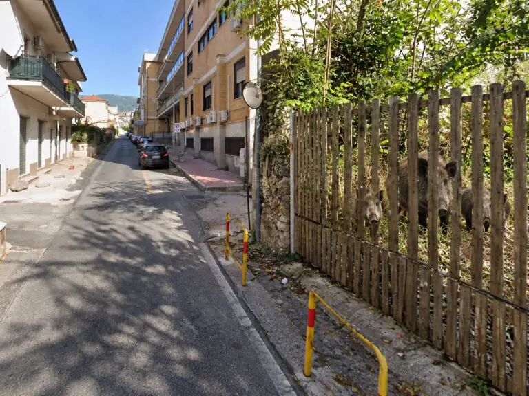 Famiglia di cinghiali arriva sulla strada principale a ridosso dell’ospedale