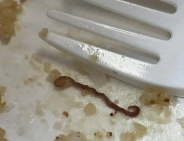 Vermi nel pesce servito alla mensa della scuola